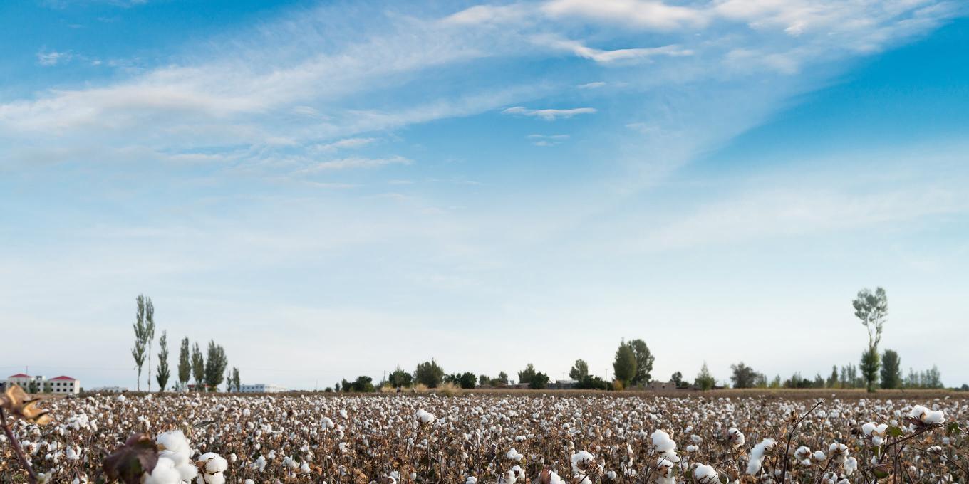 US Cotton fields