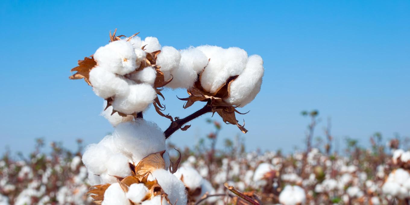 Raw Cotton in the field