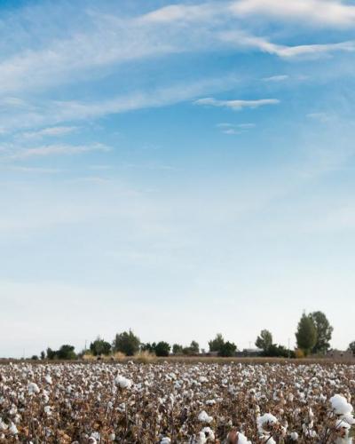 US Cotton fields