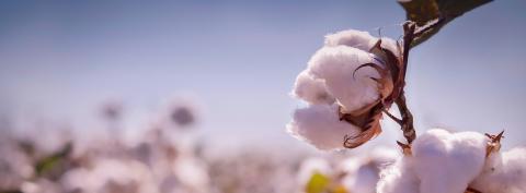 US Cotton