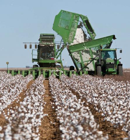 Cotton Fields